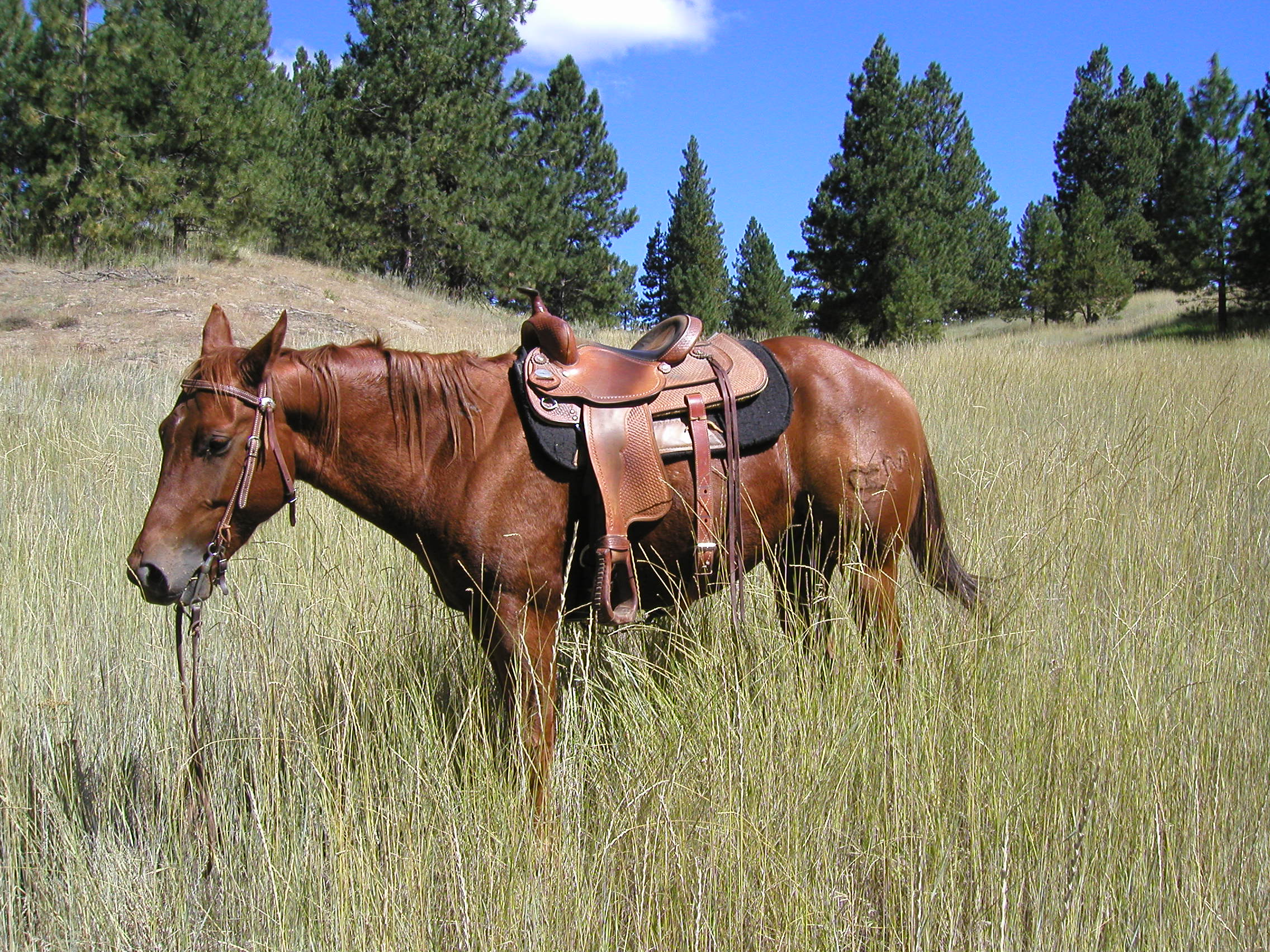 Trail Rides Boise Idaho Mountains Idaho Guest Ranch